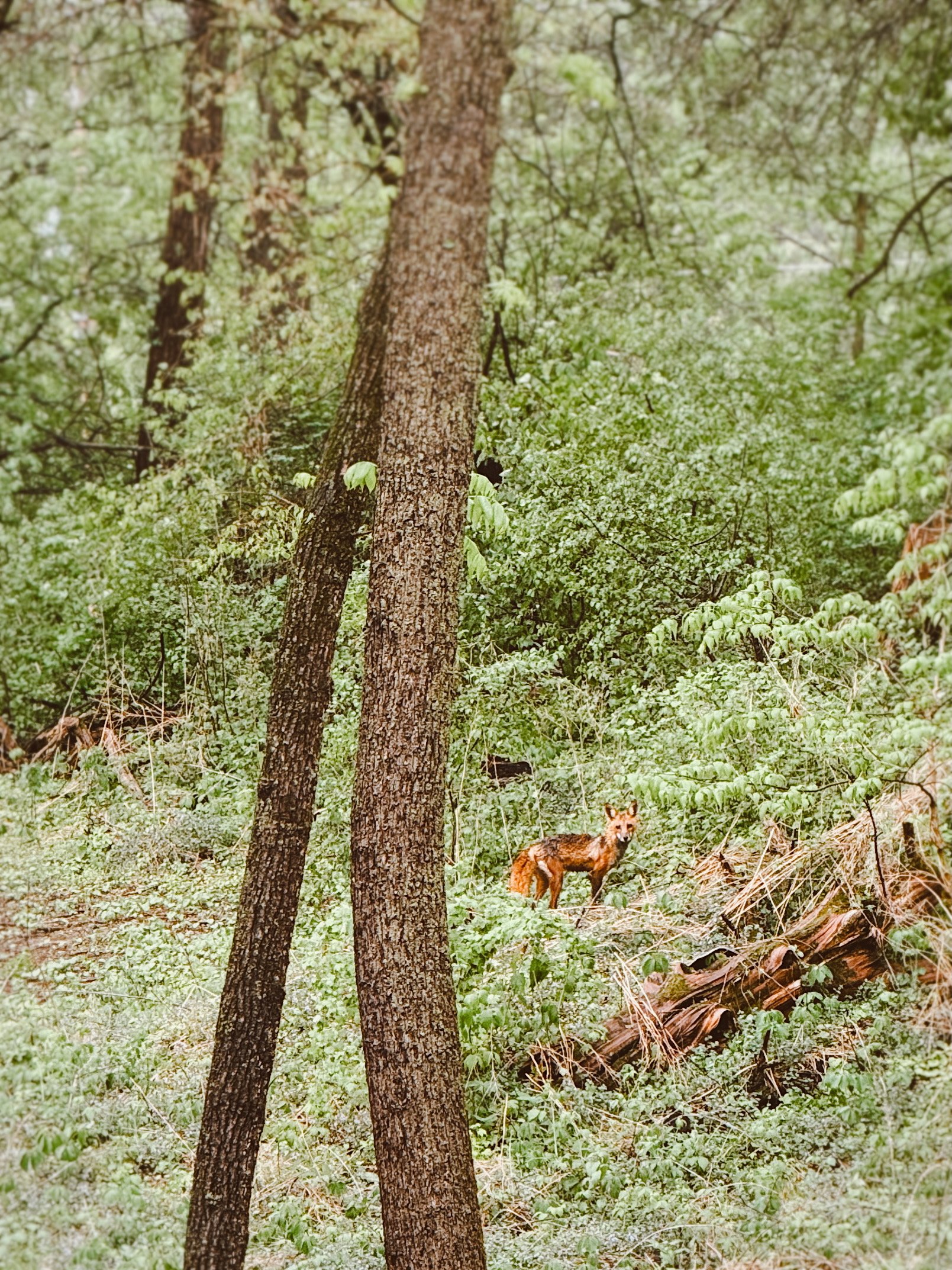 orange fox in wisconsin woods